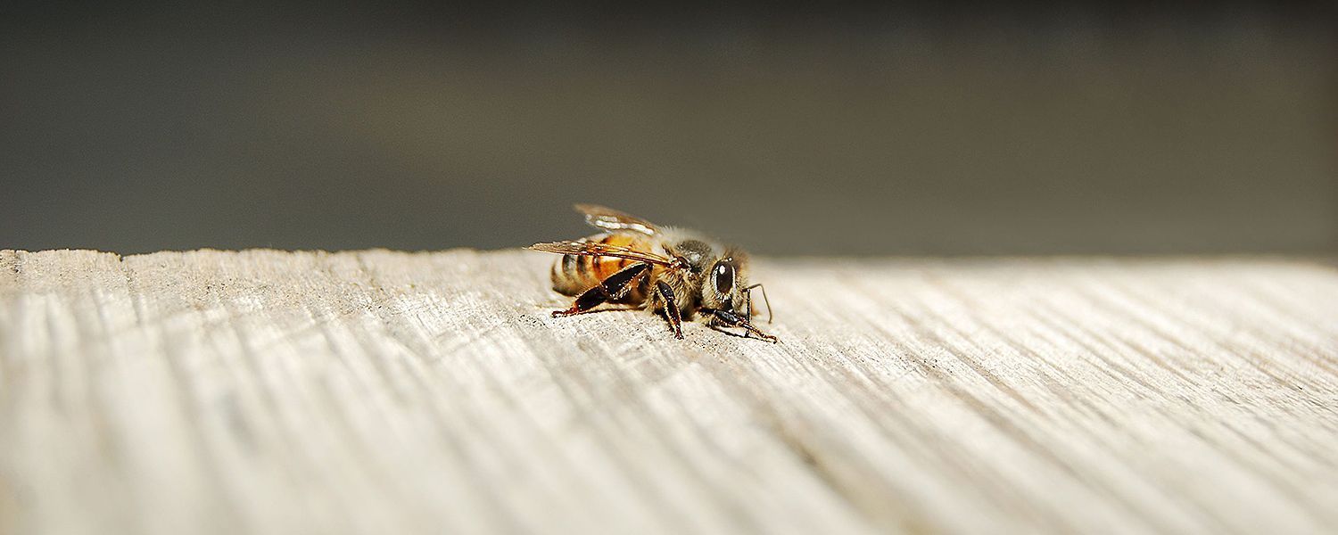 Eine kleine Biene auf einem Stück Holz